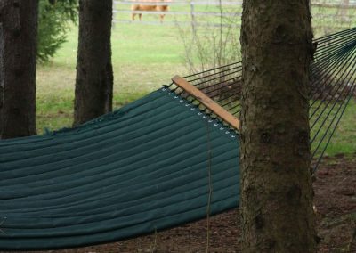 Buttonwood Hammock in Woods