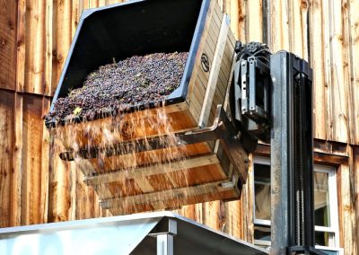 Buttonwood Grove Harvest - Grapes Being Poured Into Crusher