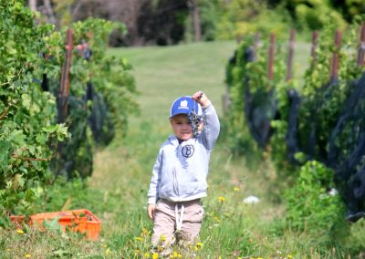 Small Boy in Vines at Buttonwood Grove Vineyards