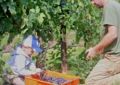 Man & Small Boy Kneeling Among Vines in Buttonwood Grove Vineyards