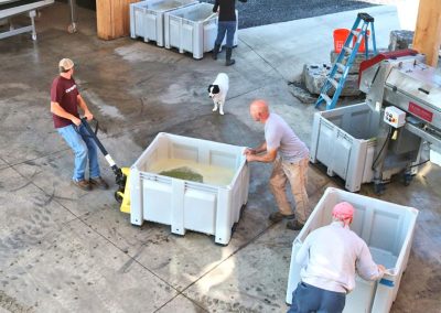 Buttonwood Grove Harvest - Staff Sorting Grapes