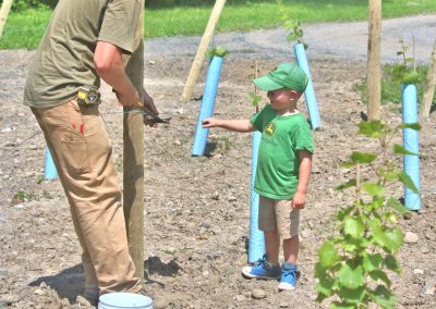 Man & Small Boy Working Buttonwood Grove Vineyards